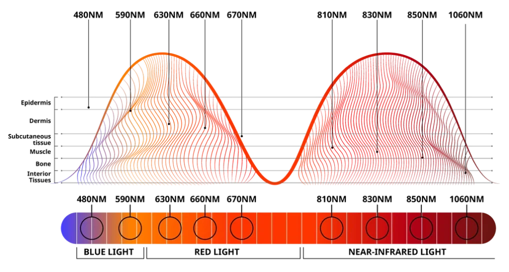Red and Near Infrared Light Chart