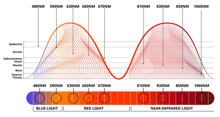 Red and Near Infrared Light Chart